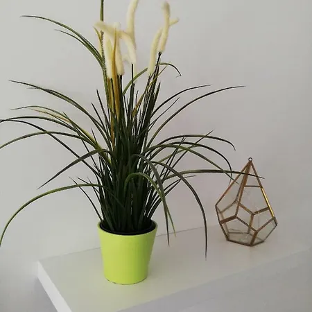 Les Insolites De Apartment *