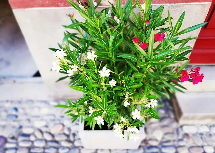 Les Insolites De Апартаменты Champeix